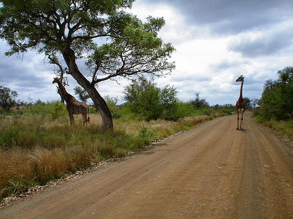 giraffen